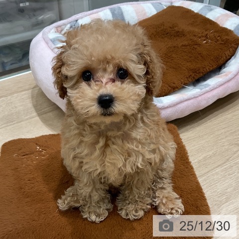 三重県のトイプードル(トイ) (ペットプラス 鈴鹿店/2025年10月23日生まれ/女の子/アプリコット)の子犬の4枚目の画像