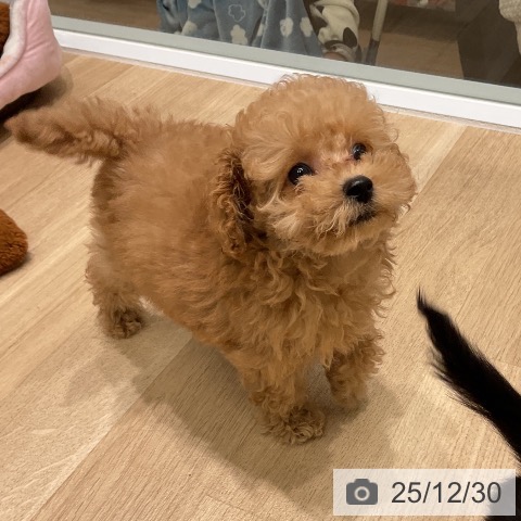 三重県のトイプードル(トイ) (ペットプラス 鈴鹿店/2025年10月23日生まれ/女の子/アプリコット)の子犬の3枚目の画像