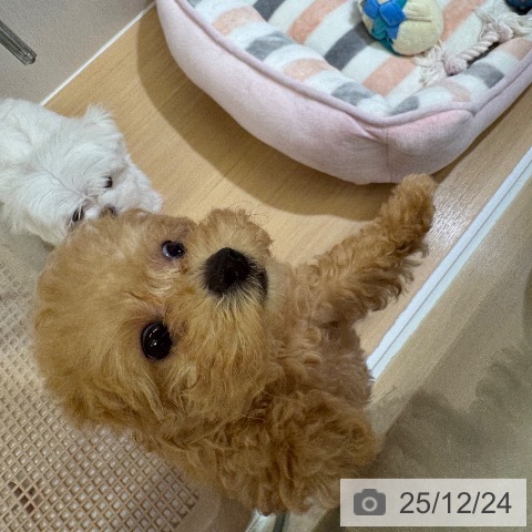 トイ・プードルの写真