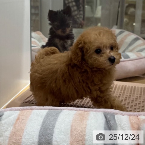 トイ・プードルの写真