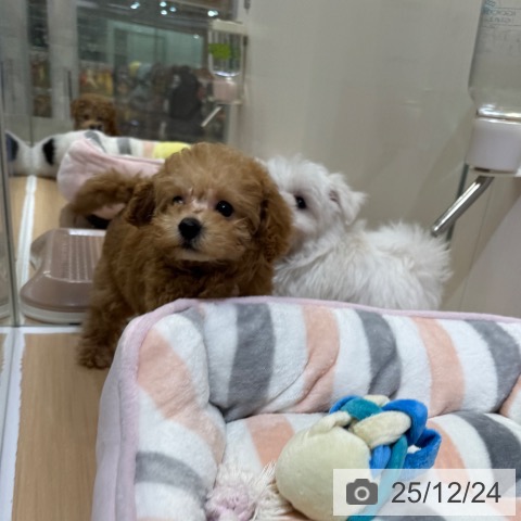 トイ・プードルの写真