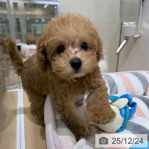 トイ・プードルの写真