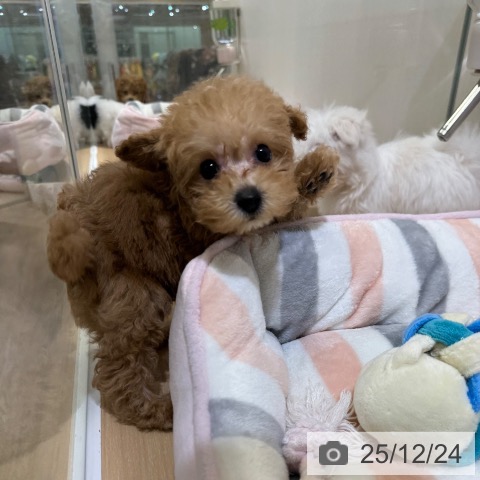 トイ・プードルの写真