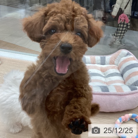 トイ・プードルの写真