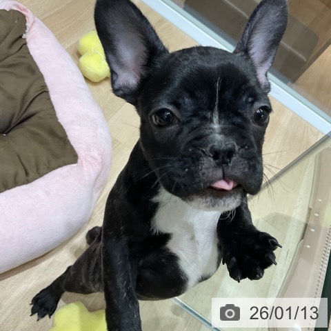 東京都のフレンチブルドッグ (ペットプラス 立川高島屋S.C.店/2025年10月23日生まれ/男の子/ブリンドルホワイト)の子犬の3枚目の画像