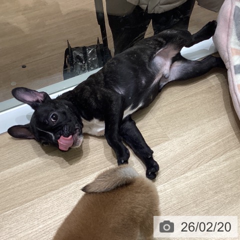 フレンチ・ブルドッグの写真