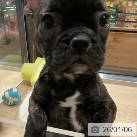 埼玉県のフレンチブルドッグ (ペットプラス コクーンシティ店/2025年10月23日生まれ/女の子/ブリンドル)の子犬の4枚目の画像