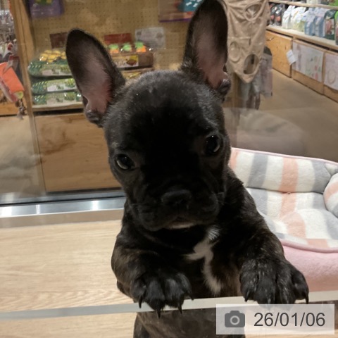 埼玉県のフレンチブルドッグ (ペットプラス コクーンシティ店/2025年10月23日生まれ/女の子/ブリンドル)の子犬の3枚目の画像