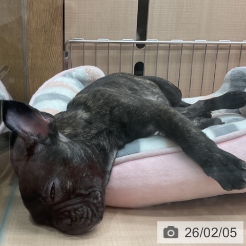 埼玉県のフレンチブルドッグ (ペッツワン 新座店/2025年10月23日生まれ/女の子/ブリンドル)の子犬の4枚目の画像