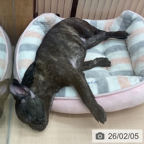 埼玉県のフレンチブルドッグ (ペッツワン 新座店/2025年10月23日生まれ/女の子/ブリンドル)の子犬の3枚目の画像