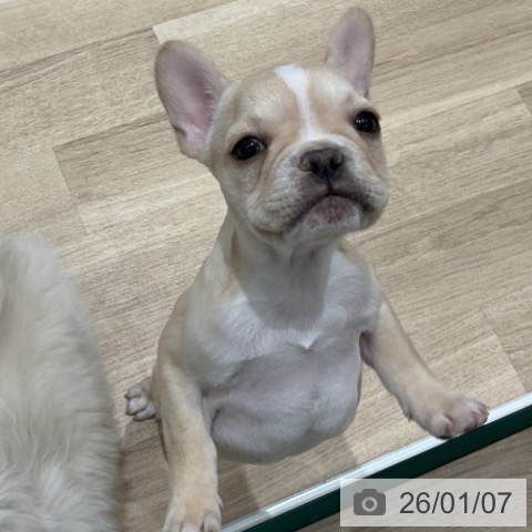 埼玉県のフレンチブルドッグ (ペットプラス ららぽーと富士見店/2025年10月23日生まれ/女の子/クリームホワイト)の子犬の3枚目の画像