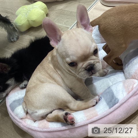 フレンチ・ブルドッグの写真