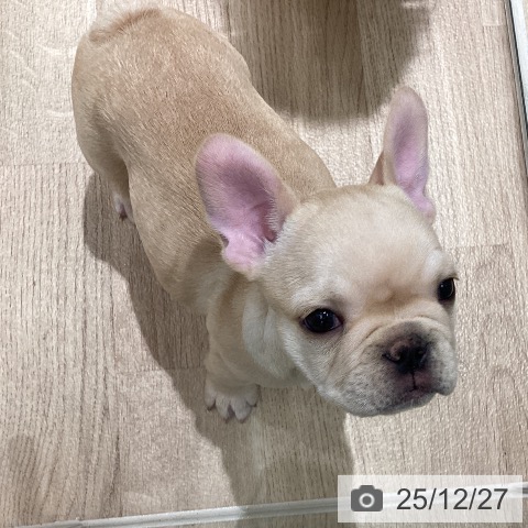 宮城県のフレンチブルドッグ (ペットプラス 仙台上杉店/2025年10月23日生まれ/女の子/クリーム)の子犬の4枚目の画像