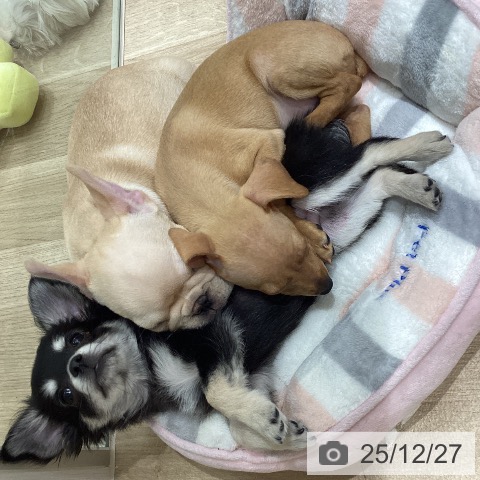 宮城県のフレンチブルドッグ (ペットプラス 仙台上杉店/2025年10月23日生まれ/女の子/クリーム)の子犬の3枚目の画像