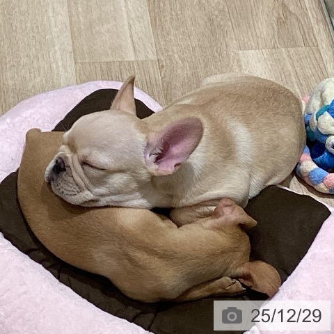 宮城県のフレンチブルドッグ (ペットプラス 仙台上杉店/2025年10月23日生まれ/女の子/クリーム)の子犬の3枚目の画像