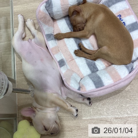 宮城県のフレンチブルドッグ (ペットプラス 仙台上杉店/2025年10月23日生まれ/女の子/クリーム)の子犬の3枚目の画像