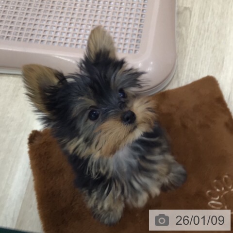 岐阜県のヨークシャーテリア (ペットプラス 各務原店/2025年10月18日生まれ/男の子/スチールブルータン)の子犬の4枚目の画像