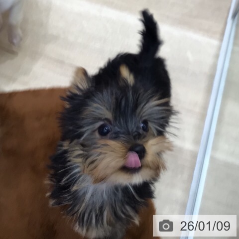 岐阜県のヨークシャーテリア (ペットプラス 各務原店/2025年10月18日生まれ/男の子/スチールブルータン)の子犬の3枚目の画像