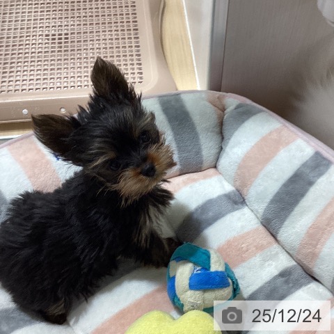 ヨークシャー・テリアの写真