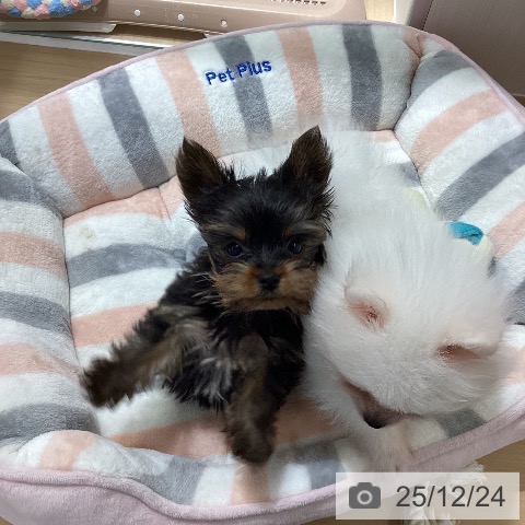 愛知県のヨークシャーテリア (ペットプラス ナゴヤドーム前店/2025年10月18日生まれ/男の子/スチールブルータン)の子犬の4枚目の画像