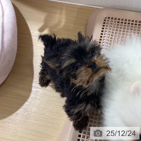 愛知県のヨークシャーテリア (ペットプラス ナゴヤドーム前店/2025年10月18日生まれ/男の子/スチールブルータン)の子犬の3枚目の画像