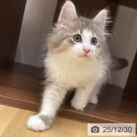 石川県のノルウェージャンフォレストキャット (ペットプラス 新小松店/2025年10月23日生まれ/男の子/ブルータビーホワイト)の子猫の4枚目の画像