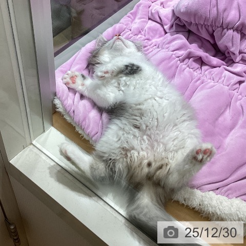 石川県のノルウェージャンフォレストキャット (ペットプラス 新小松店/2025年10月23日生まれ/男の子/ブルータビーホワイト)の子猫の3枚目の画像