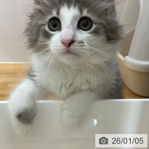 石川県のノルウェージャンフォレストキャット (ペットプラス 新小松店/2025年10月23日生まれ/男の子/ブルータビーホワイト)の子猫の4枚目の画像