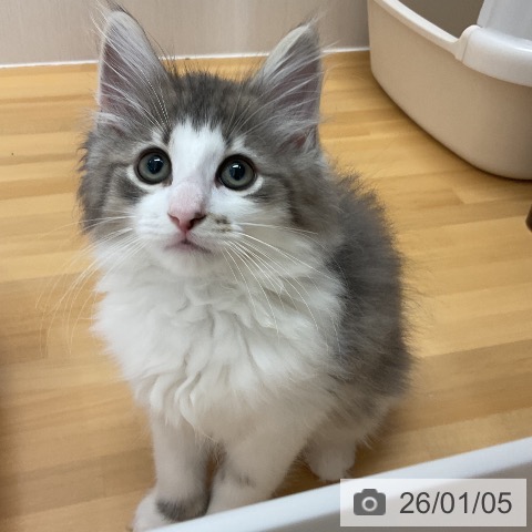 石川県のノルウェージャンフォレストキャット (ペットプラス 新小松店/2025年10月23日生まれ/男の子/ブルータビーホワイト)の子猫の3枚目の画像