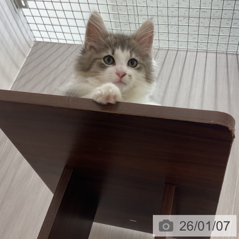 石川県のノルウェージャンフォレストキャット (ペットプラス 新小松店/2025年10月23日生まれ/男の子/ブルータビーホワイト)の子猫の3枚目の画像