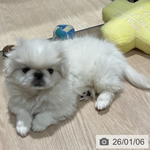 埼玉県のペキニーズ (ペットプラス コクーンシティ店/2025年10月20日生まれ/男の子/クリーム)の子犬の4枚目の画像