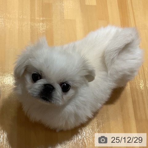 埼玉県のペキニーズ (ペットプラス 与野店/2025年10月20日生まれ/女の子/クリーム)の子犬の4枚目の画像