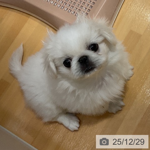 埼玉県のペキニーズ (ペットプラス 与野店/2025年10月20日生まれ/女の子/クリーム)の子犬の3枚目の画像