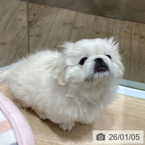 埼玉県のペキニーズ (ペットプラス ららぽーと富士見店/2025年10月20日生まれ/女の子/クリーム)の子犬の3枚目の画像