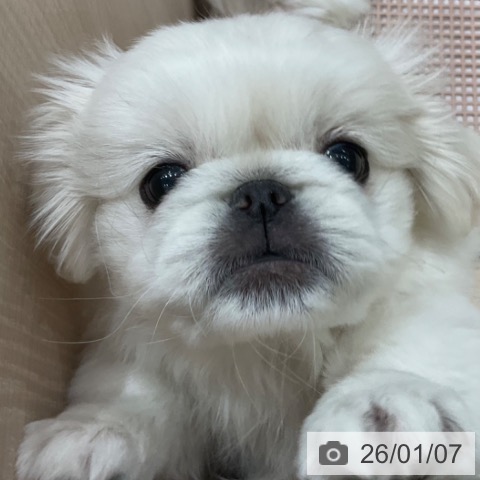 埼玉県のペキニーズ (ペットプラス ららぽーと富士見店/2025年10月20日生まれ/女の子/クリーム)の子犬の3枚目の画像