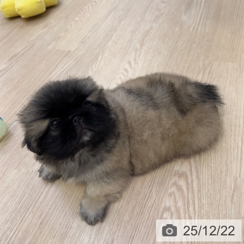 ペキニーズの写真