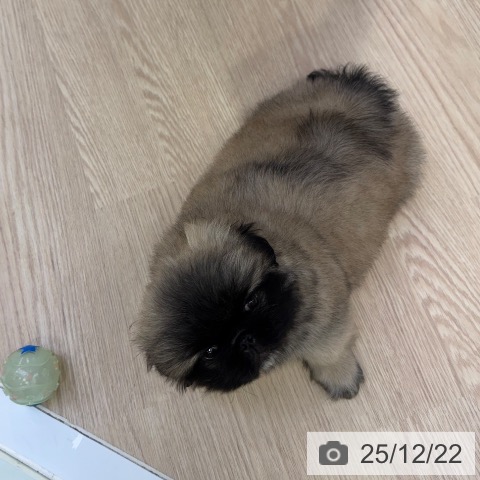 ペキニーズの写真