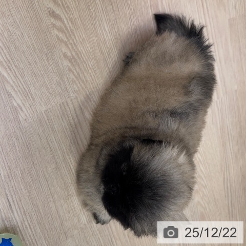 ペキニーズの写真