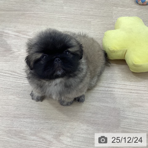 ペキニーズの写真