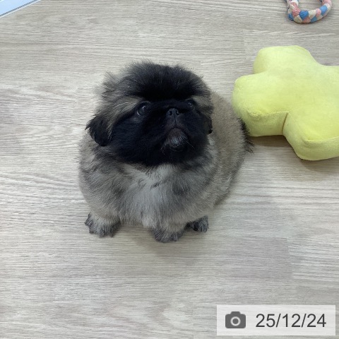 ペキニーズの写真