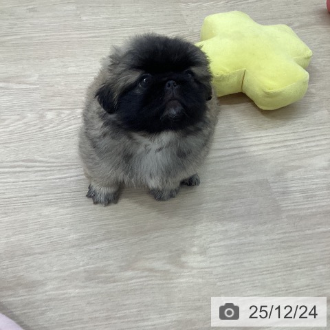 ペキニーズの写真