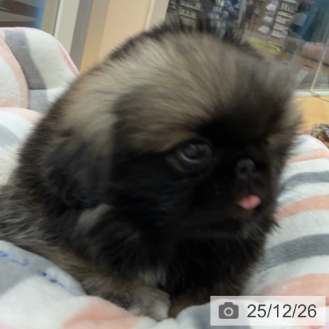 ペキニーズの写真