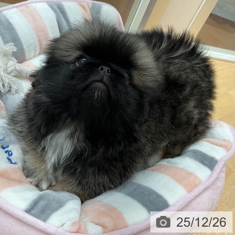 埼玉県のペキニーズ (ペットプラス 浦和美園店/2025年10月21日生まれ/女の子/フォーン)の子犬の4枚目の画像