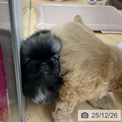 埼玉県のペキニーズ (ペットプラス 浦和美園店/2025年10月21日生まれ/女の子/フォーン)の子犬の3枚目の画像