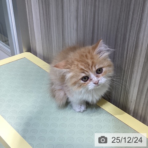 愛知県のミヌエット (ペットプラス ナゴヤドーム前店/2025年10月6日生まれ/男の子/レッドタビーホワイト)の子猫の4枚目の画像