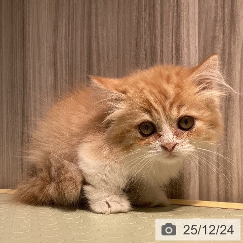 愛知県のミヌエット (ペットプラス ナゴヤドーム前店/2025年10月6日生まれ/男の子/レッドタビーホワイト)の子猫の3枚目の画像