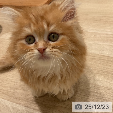 三重県のミヌエット (ペットプラス 鈴鹿店/2025年10月20日生まれ/男の子/レッドタビー)の子猫の4枚目の画像