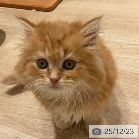 三重県のミヌエット (ペットプラス 鈴鹿店/2025年10月20日生まれ/男の子/レッドタビー)の子猫の3枚目の画像