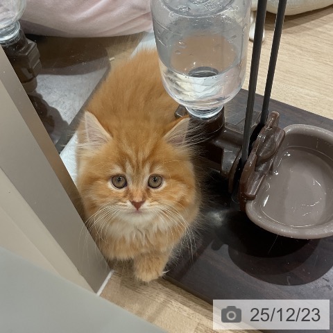 三重県のスコティッシュフォールド (ペットプラス 鈴鹿店/2025年10月22日生まれ/女の子/レッドタビー)の子猫の4枚目の画像