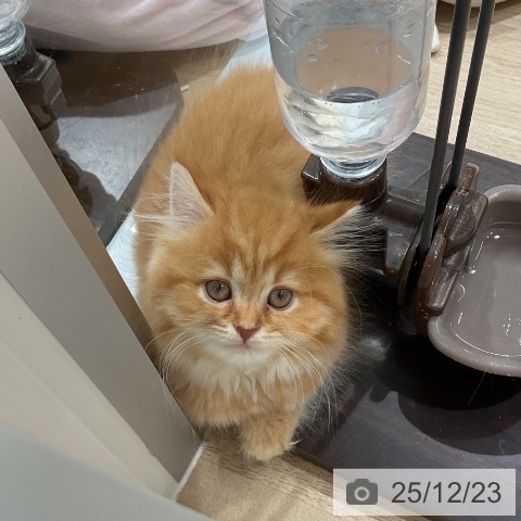 三重県のスコティッシュフォールド (ペットプラス 鈴鹿店/2025年10月22日生まれ/女の子/レッドタビー)の子猫の3枚目の画像